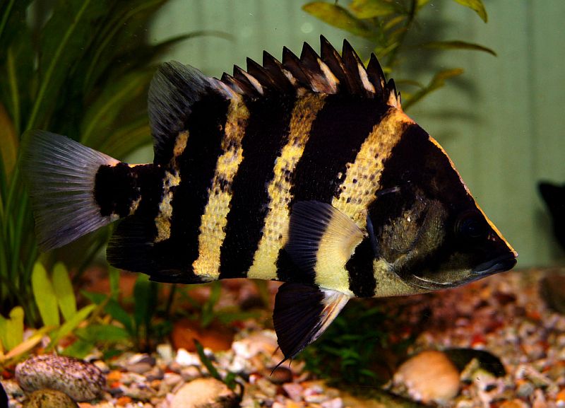 Juvenile displaying slight stress/nocturnal colour pattern.