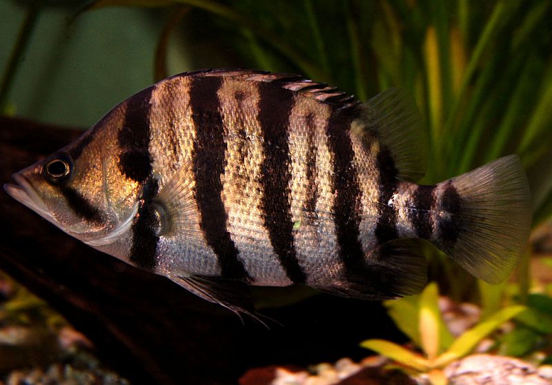 This species typically has a colour pattern comprising a series of dark body bars with smaller, incomplete bars between.