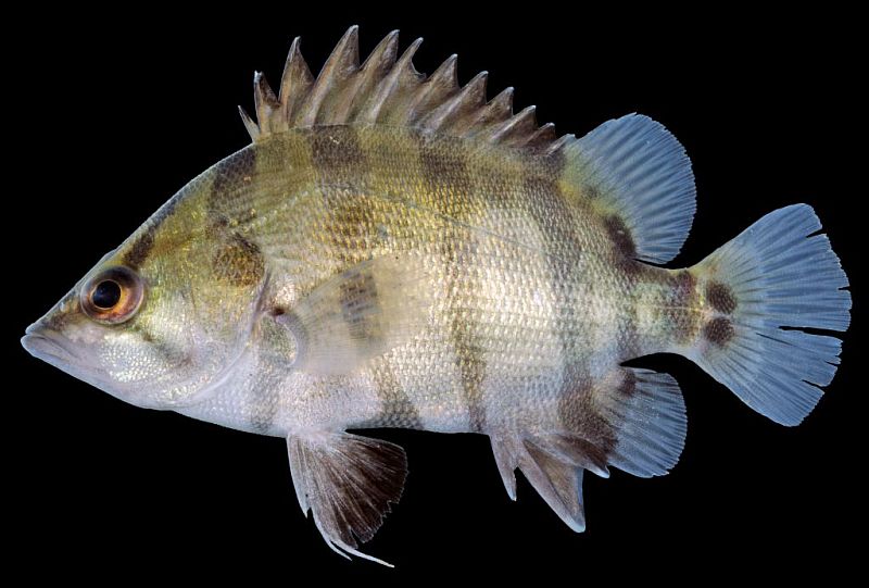 Specimen from the Mekong River delta, Vietnam.