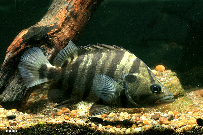 Adult individual from the Chao Phraya River, central Thailand.