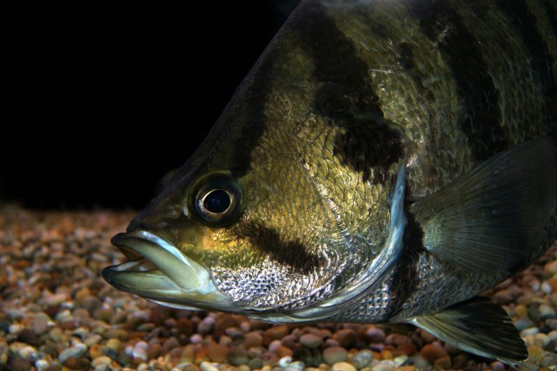 Head detail.
