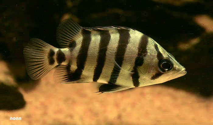 Juvenile from Thailand.
