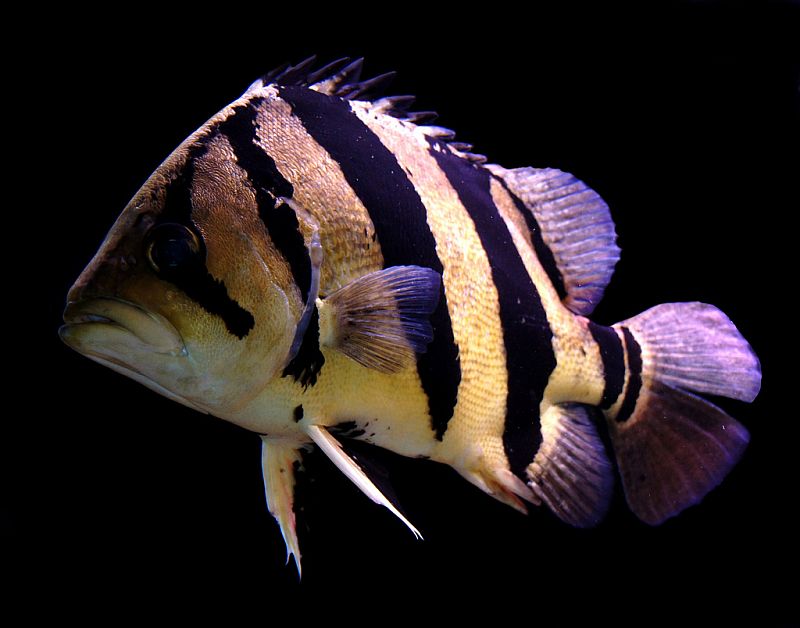 Subadult.