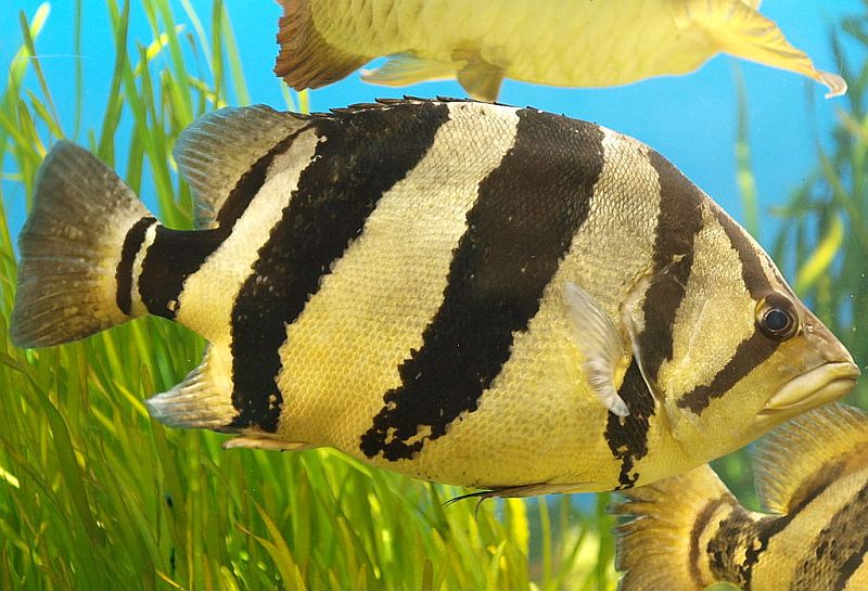 Adult specimen.