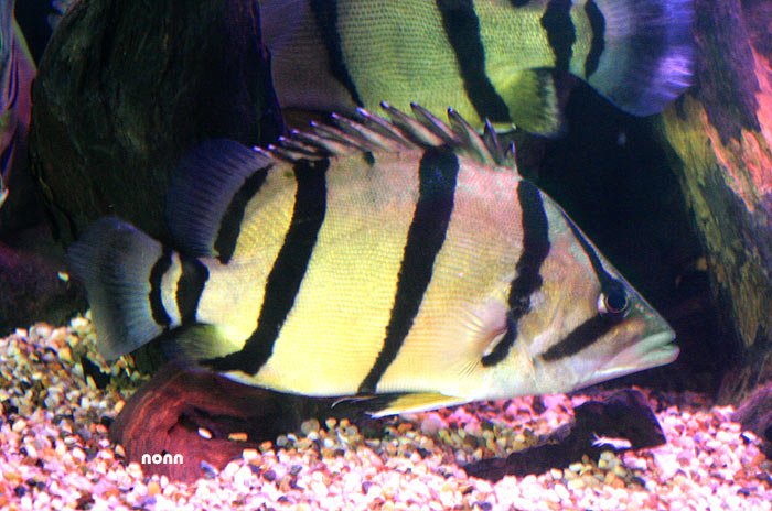 Adult.