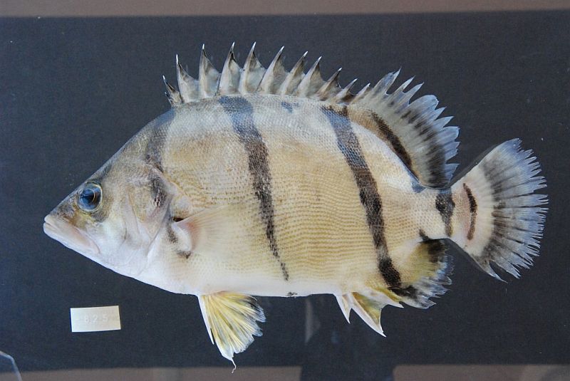 Adult specimen from Stung treng, Cambodia.