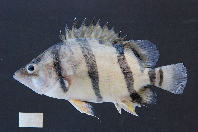 Subadult from Stung Treng, Cambodia.