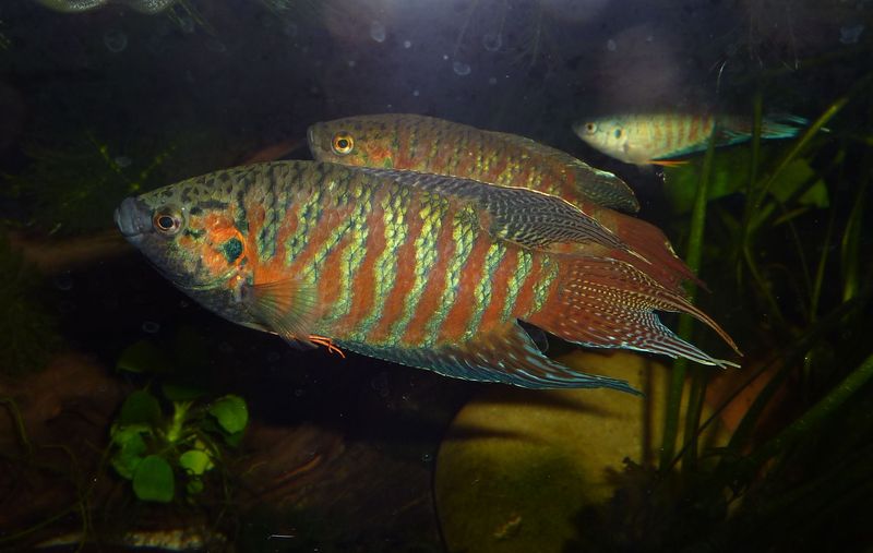 Adult male.