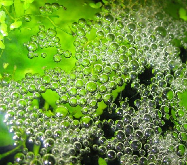 Bubble nest and emergent fry viewed from above.