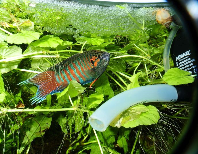 Nuptial adult male beneath his bubble nest.