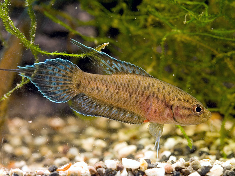 Adult male.