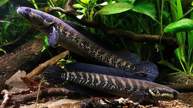 Adult pair, male upper.