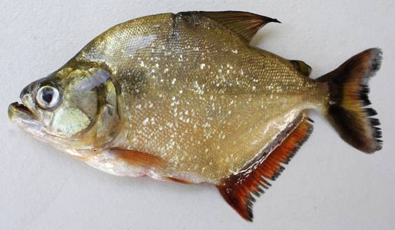Adult specimen from the rio São Francisco.