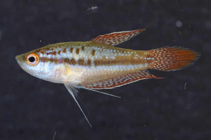 Male specimen from Đồng Tháp province, southern Vietnam.