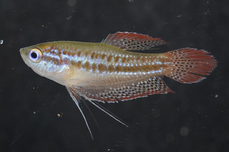 Specimen from Kandal province, southeastern Cambodia.