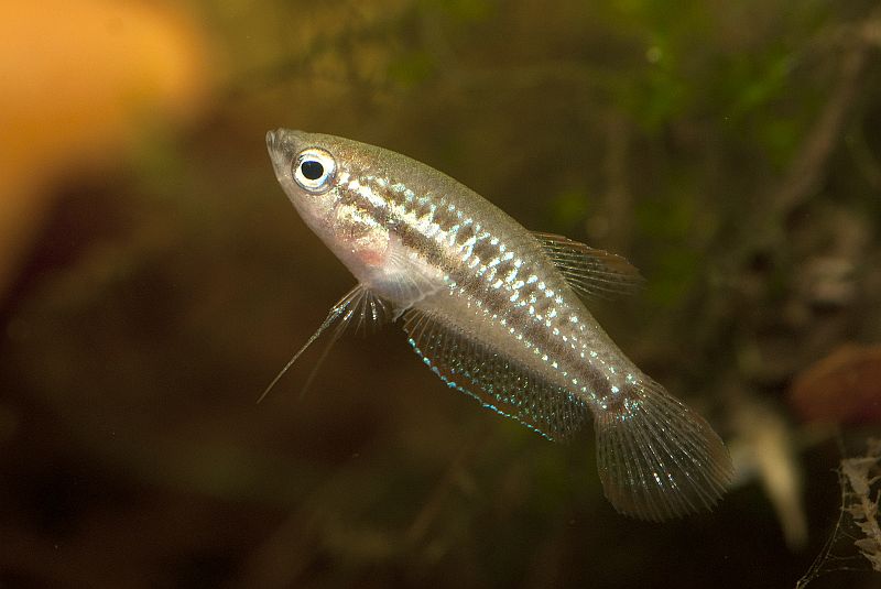 Female specimen.