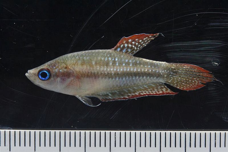 Specimen from Sing Buri province, central Thailand.