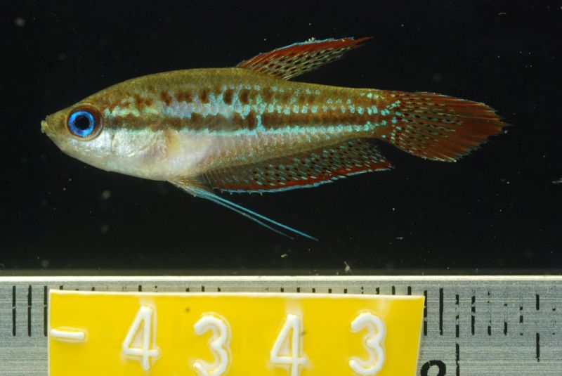 Specimen from Prey Veng province, southern Cambodia.