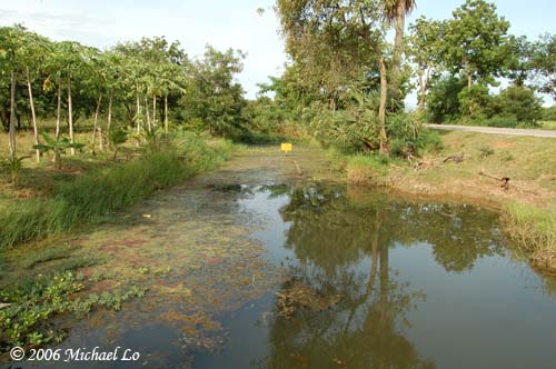 Typical modified habitat in Thailand.