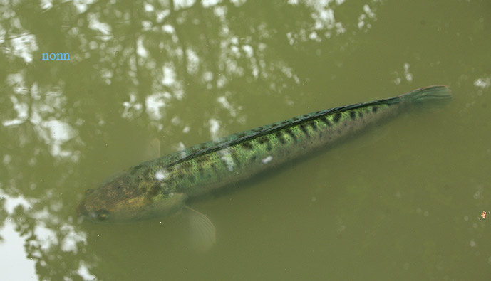Greenish adult individual in Thailand.