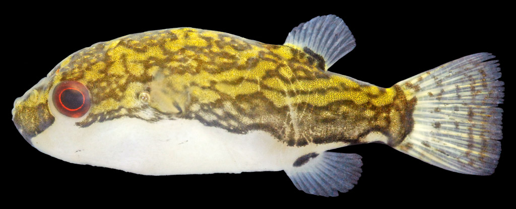 Adult female from the Tonlé Sap river and lake system, Cambodia.