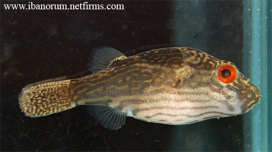 Adult female.