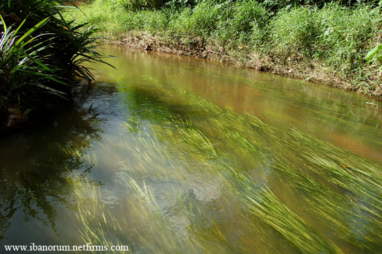 Natural habitat of this species in the Batang Ai river basin, Sarawak.