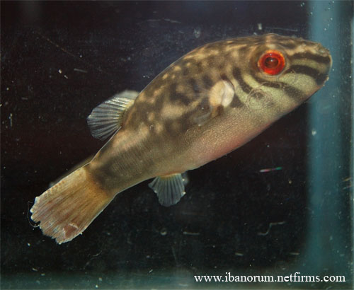 Adult male specimen.