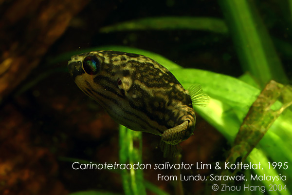 Female specimen from Lundu, Sarawak, Malaysia (Borneo).