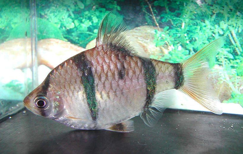 Wild-collected adult female from the U.K. aquarium trade.