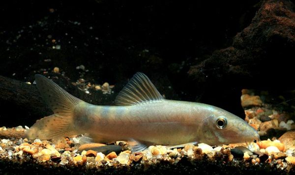 Yasuhikotakia caudipunctata art