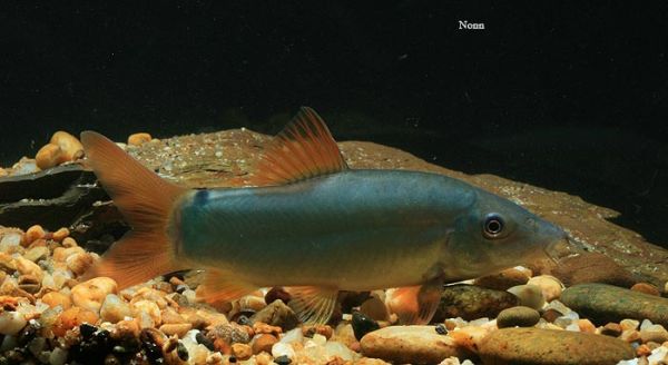 Yasuhikotakia modesta red art