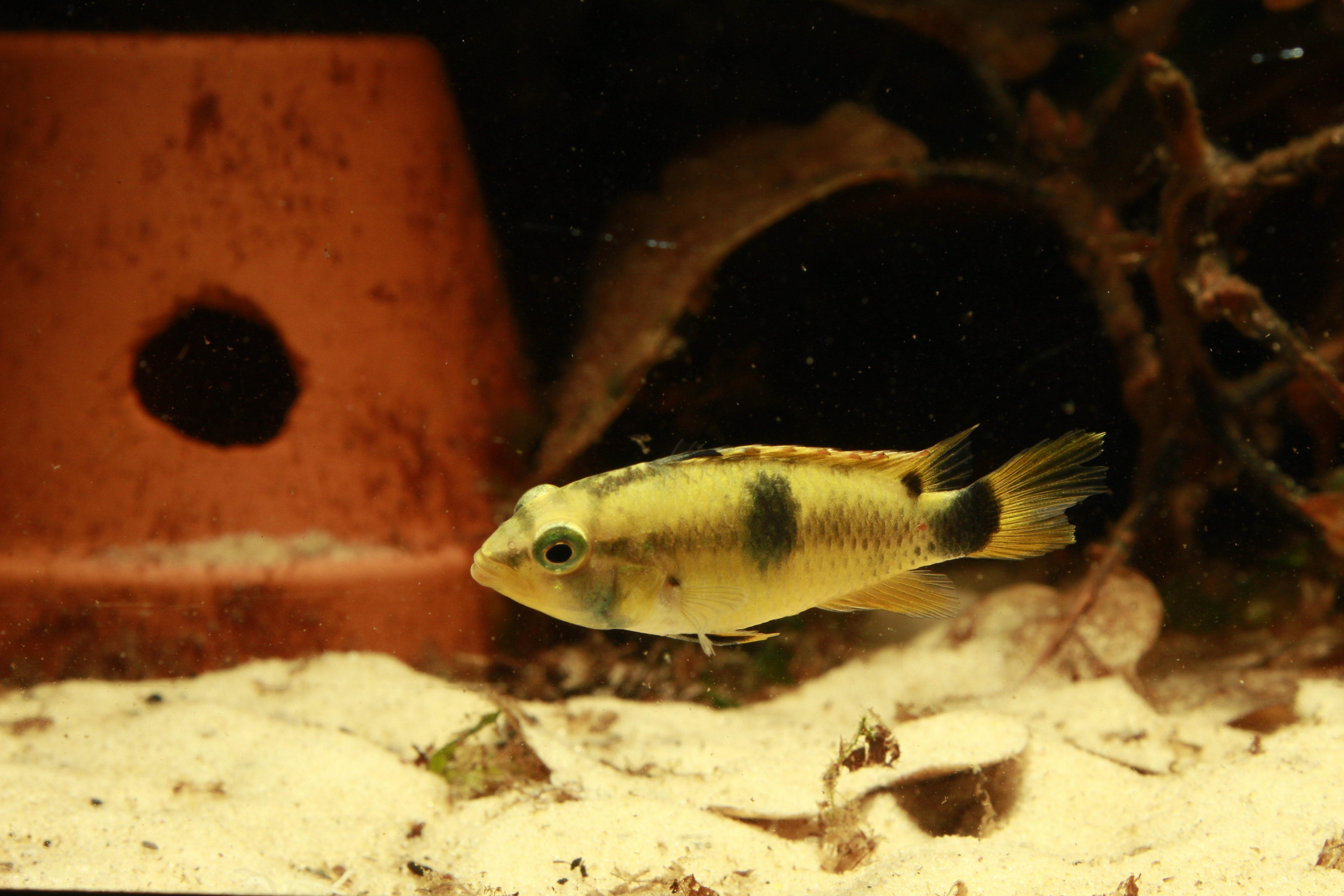 Female individual of Apistogramma pantalone displaying neutral colour pattern.