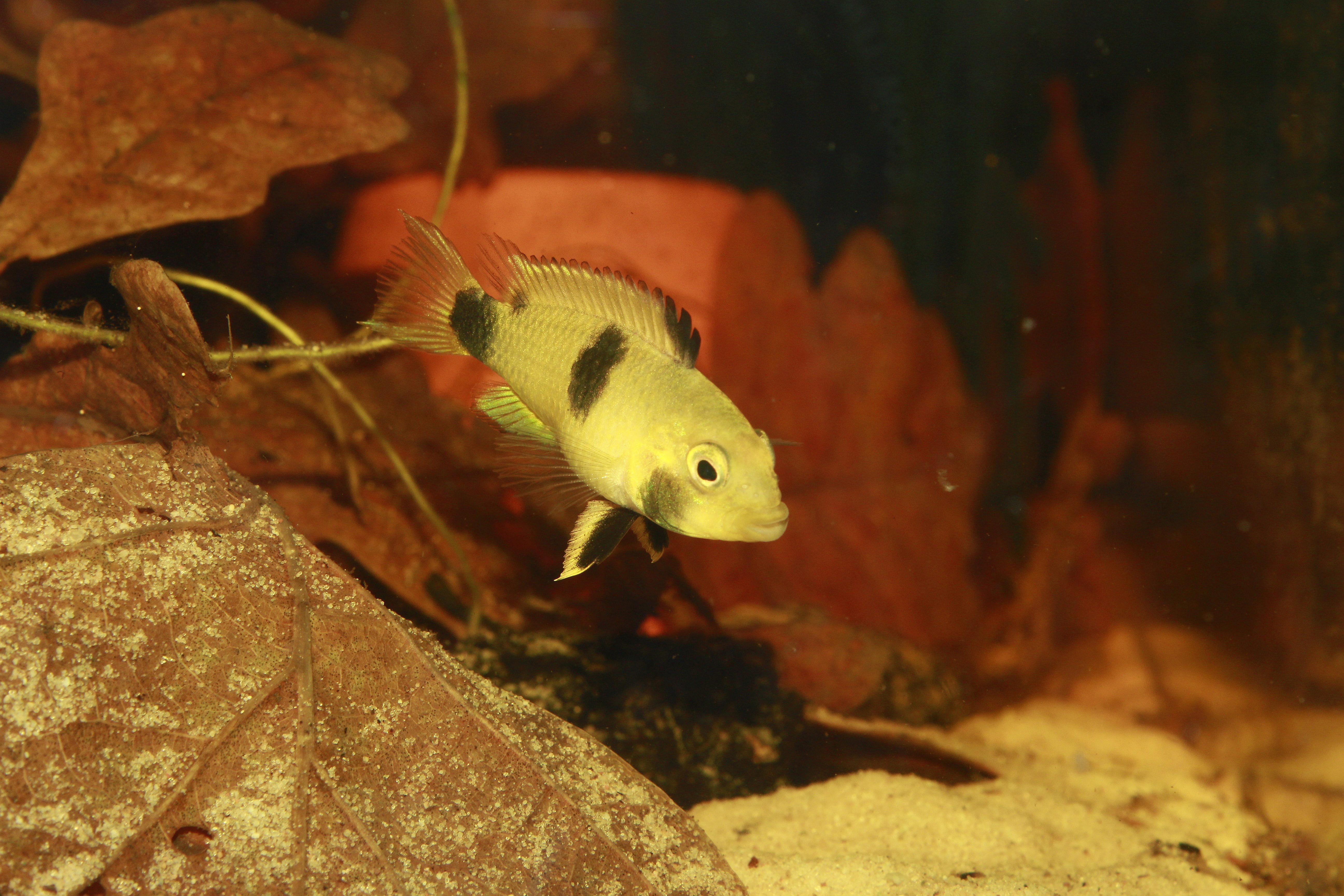 Female individual of Apistogramma pantalone displaying typical broodcare colour pattern.