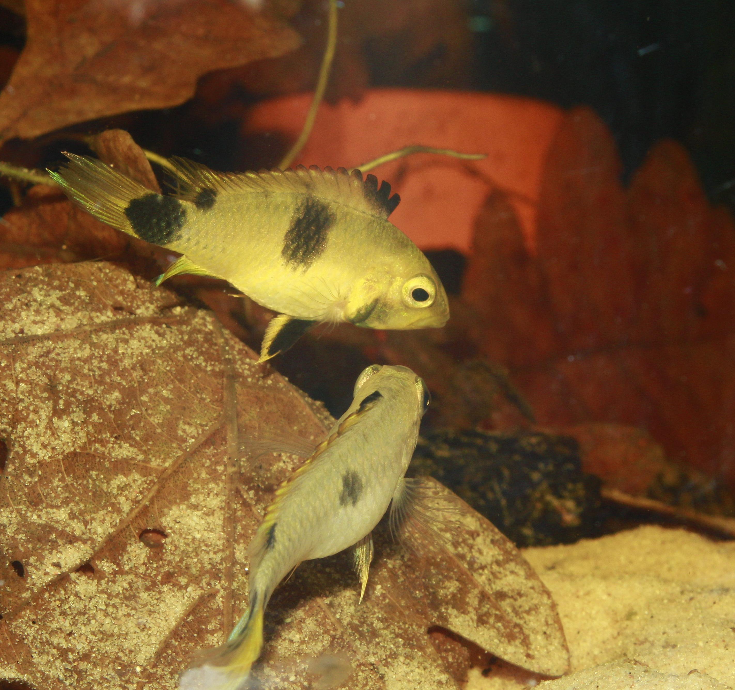 Apistogramma pantalone pair displaying courtship behaviour.