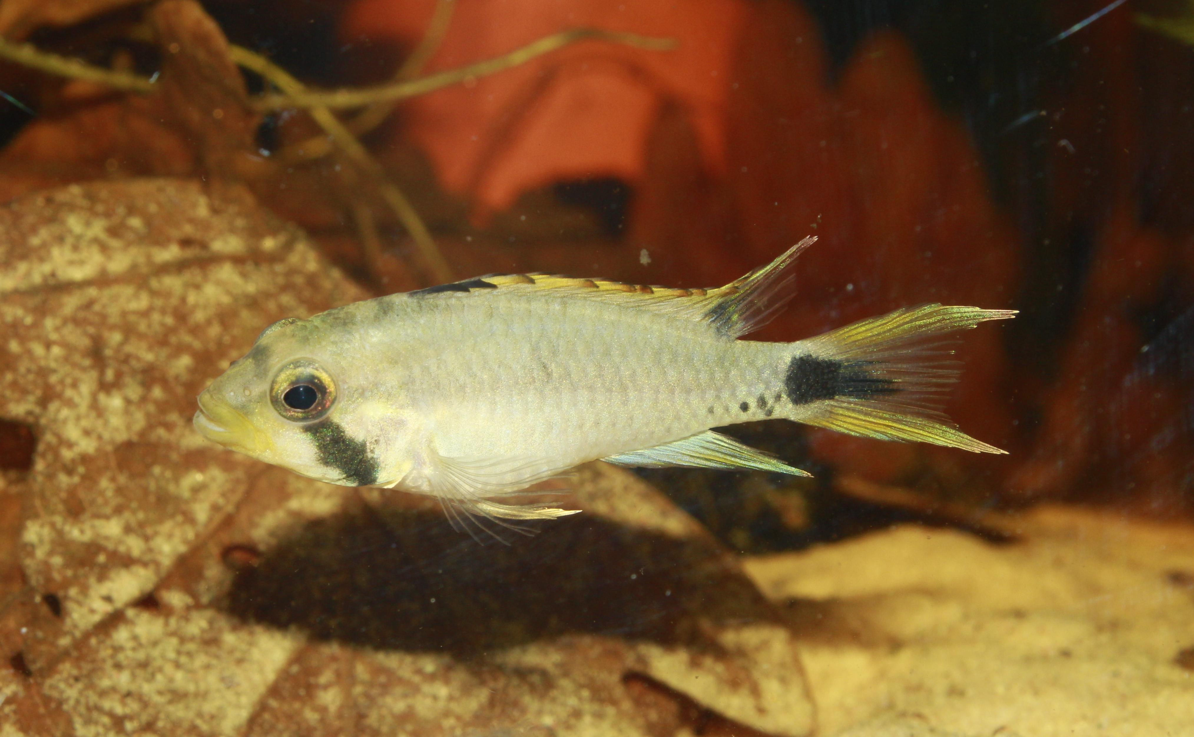 Male individual of Apistograma pantalone.