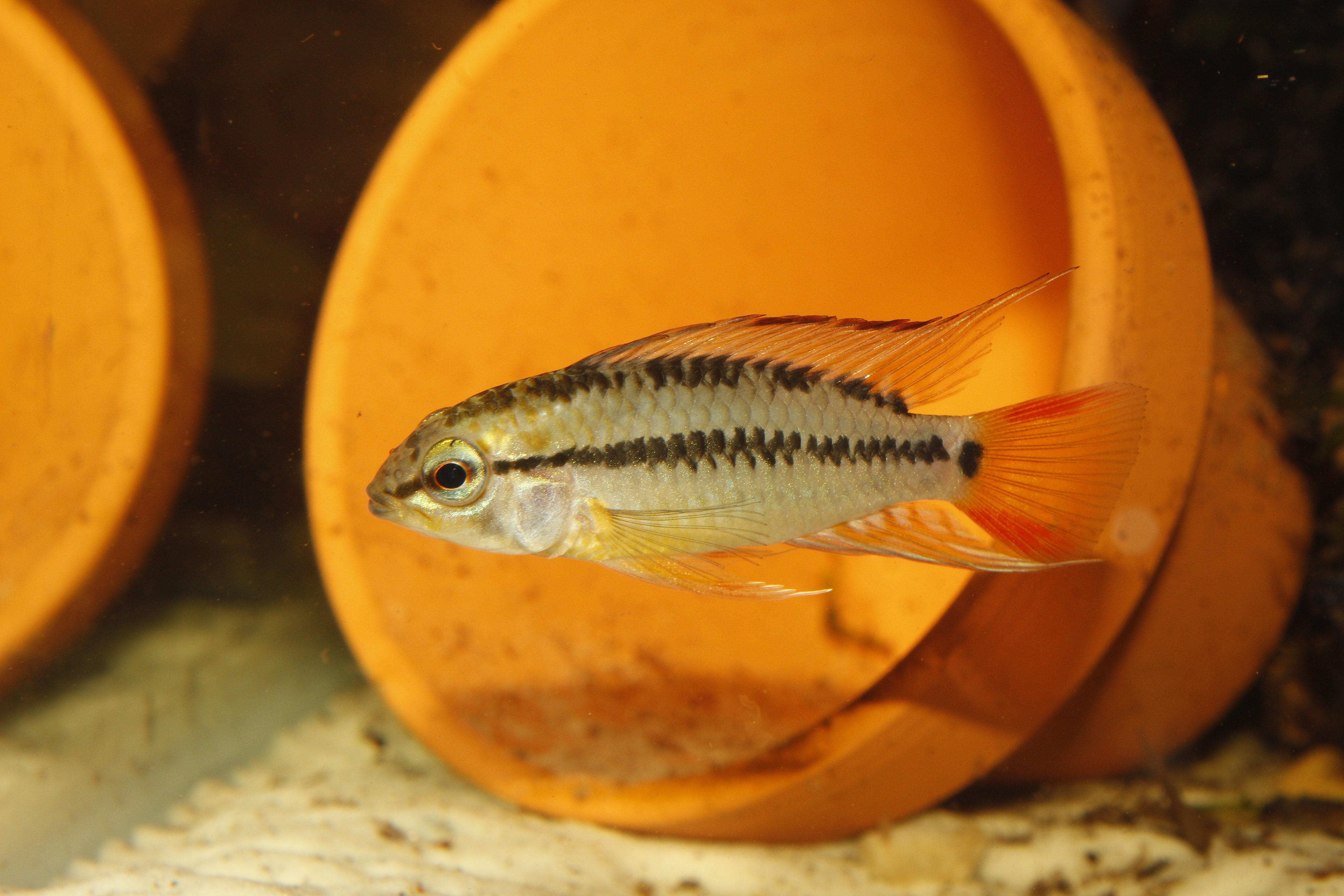 Apistogramma viejita male. Note the red dorsal seam and trapezoid peduncle spot