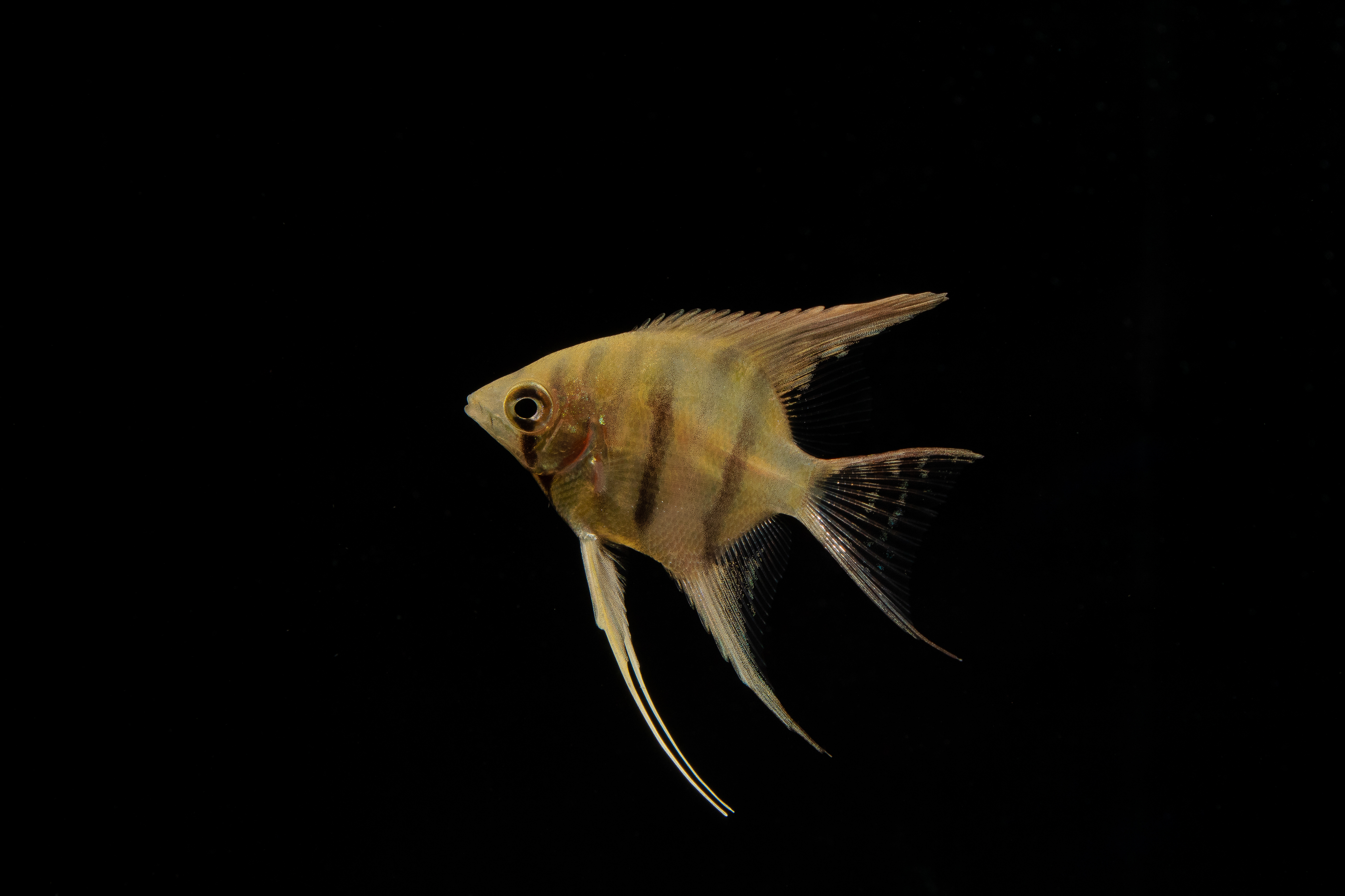 Pterophyllum leopoldi