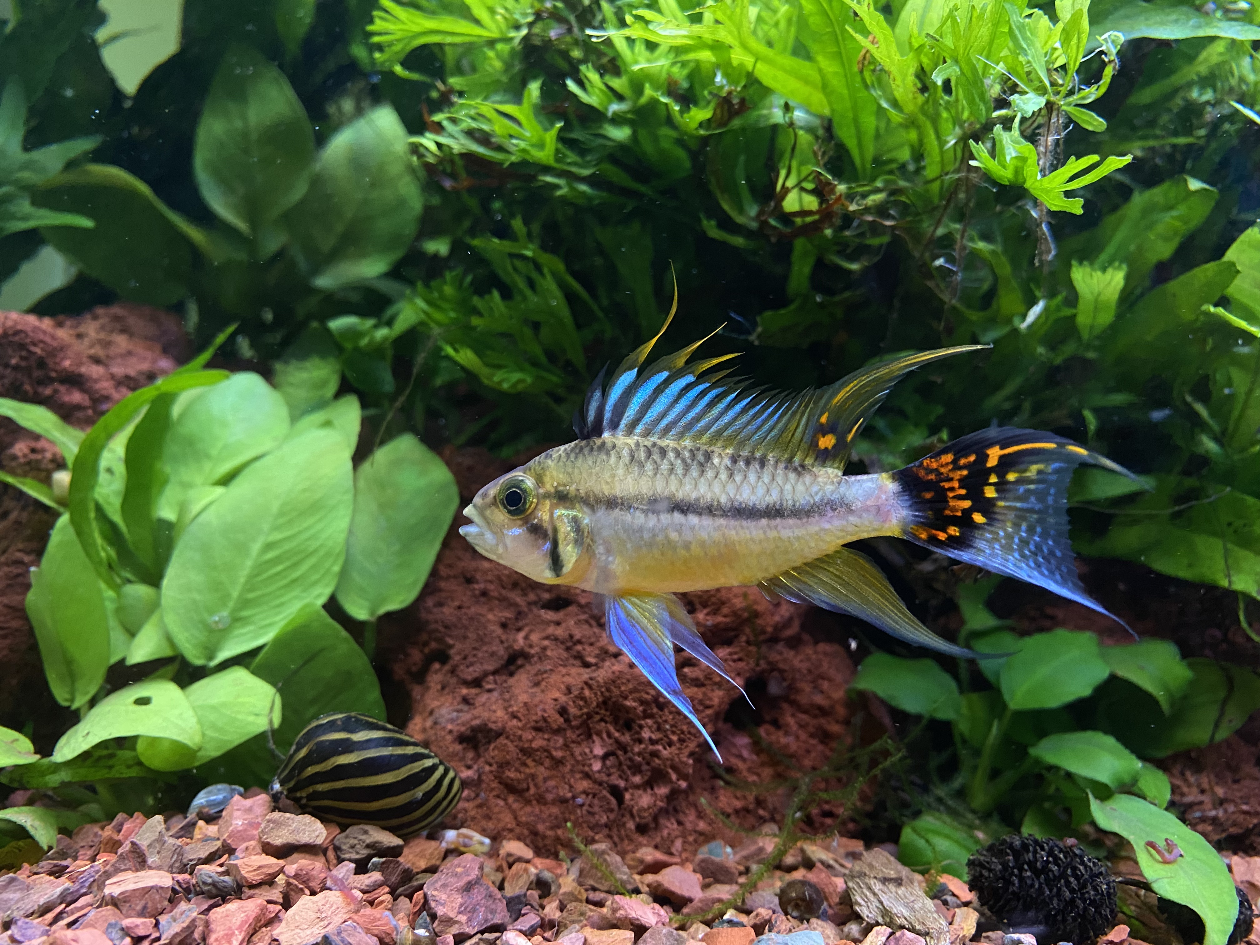 Apistogramma cacatuoides 'double red'