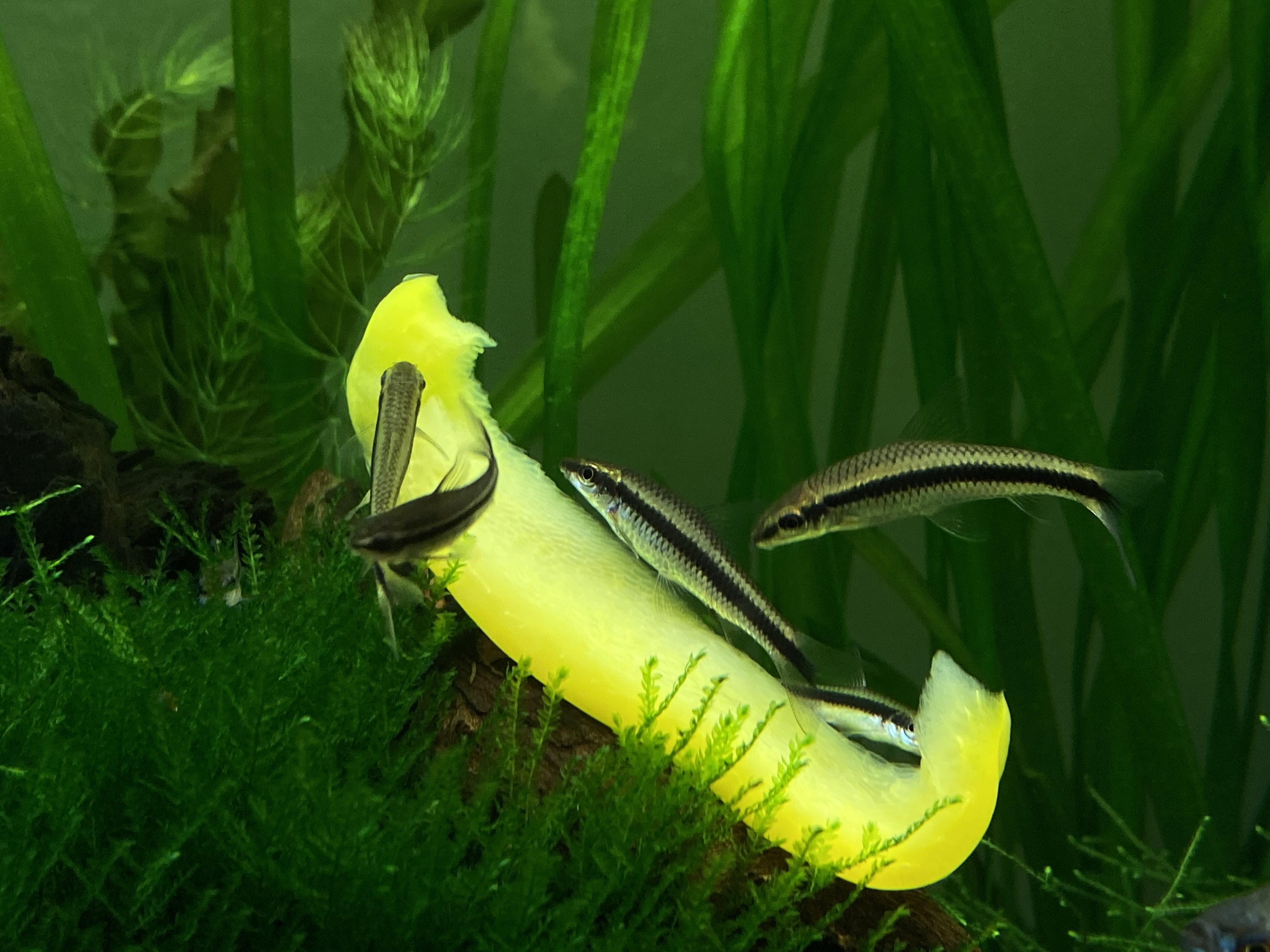 Siamese Algae Eaters feeding on a slice of blanched pepper, sitting on a bed of java moss