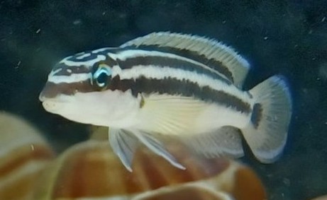 Juvenile Julidochromis ornatus.