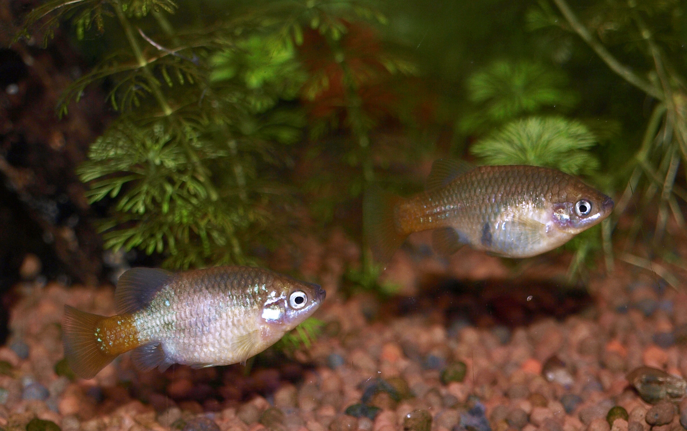 Pair, european breeding