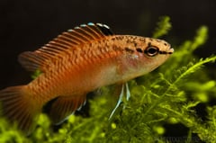 Dominant adult male specimen.