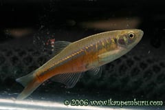 Wild male specimen from Xishuangbanna Dai autonomous prefecture, Yunnan Province, southwestern China.