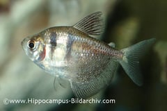Gymnocorymbus ternetzi