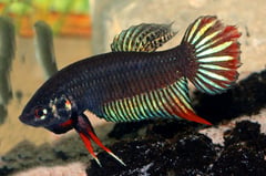 Adult male specimen from Vietnam; aggressive mood.