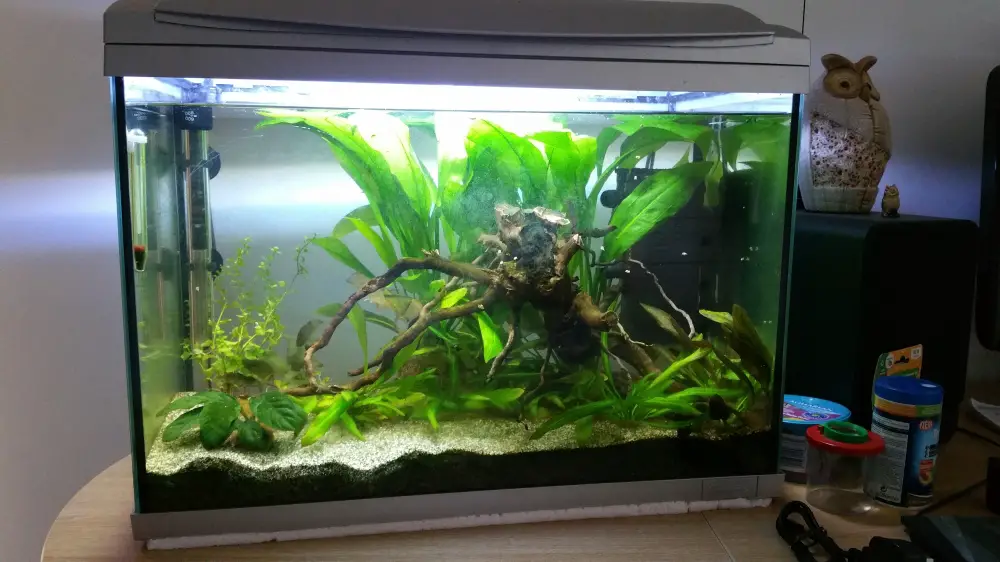 fish tank that grow vegetables modern