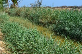 A semi-saline, artificial canal draining into Mar Menor, Murcia Province, Spain.