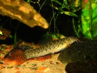 Paracanthocobitis botia – Zipper Loach (Nemacheilus botia) — Seriously Fish