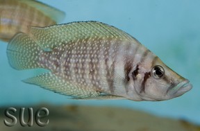 A. calvus 'Chatika white'.